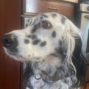 Meet your Posher, Lori